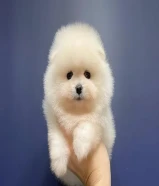 Pomeranian puppies available