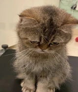 قطه للبيع مكس