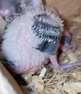 حرق اسعار فروخ بادجي الحبة على 5