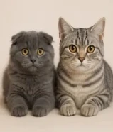 50 KWDقطط للبيع ....