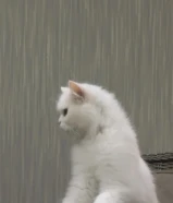 White Persian cat for sale