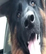 Royal show line German Shepard’s