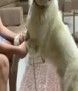 للبيع الوصف