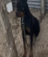 للبيع روت وايلر نثيه عمره 7 اشهر