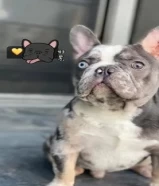 250 KWDفرنش بولدوج - French Bulldog