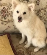 Mixed breed