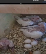 للبيع 3 فروخ كروان