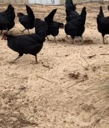 للبيع دجاج العراقي الجامبو بياض العدد 5 وديك
