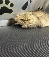 قطة 3 سنوات للتبني