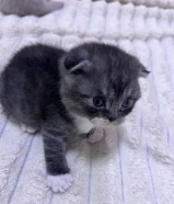 scottish fold