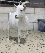 ^^ جيكيات ^^