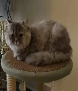 قطة للتبنى عمرها 9 اشهر غير نظيفة هادية للاتصال فقط واتس اب