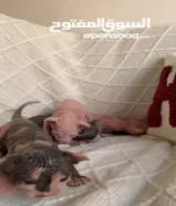 كتنز سفنكس- Sphynx kittens