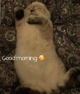 هاملايا سيامي