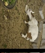 للبيع تيس چيكي مواليد 3/نوفمبر