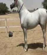 مطلوب حصان بولش او مكس مايكبش ومايرقص51300637