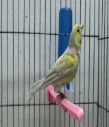 بيعة سريعة