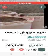 متوفر برسيم سعودي طري وناشف