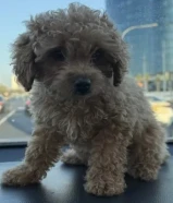 كلبه بودل بنت مناسبه مع الاطفال تحب اللعب عمرها 70 يوم