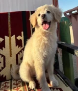 للبيع كلبة قولدن ريتريفر ميكس سبيتز