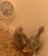 فروخ كروان 10