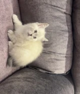 قطط سكوتش ستريت