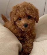 مطلوب كلب للتبني