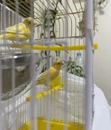 زوج كناري اصفر جاهز