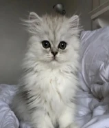 مطلوب قطه كتن عمرها اسبوع او اسبوعين او توها منولده الاستلام شهر 7توصيل المطلاع مجانًا مع اغراضها