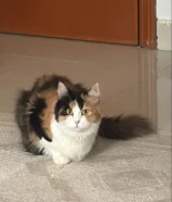 قطه للتبني