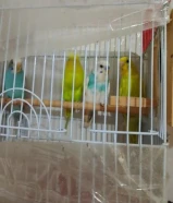حبات طيور الحب