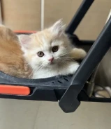 للتبني قطط شهرين