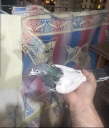 y pigeon