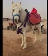 إيجار خيل بوني جميع مناطق الكويت