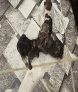 قطط صغيره للتبني