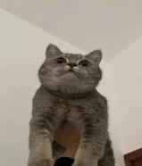 للتبني سكوتش بيور