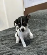 Chihuahua dog