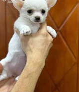 Pure Female Teacup Chihuahua