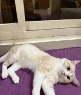 Persian Cat (family)