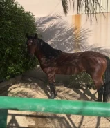 للبيع حصان بلدي