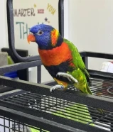 لوري رينبو جامبو