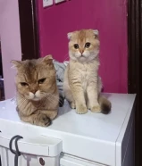 سكوتش فولد الأم مع طفلين