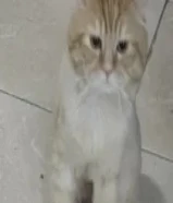 قطط للتبني بسعر رمزي