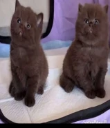 مطلوب نفس هذا اللون جميع الاعمار ماعندي مشكله حتى لو بفلوس الي عنده خيكلمني ضروررري