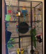 حيوان الشوقر قلايدر ، سنجاب طائر