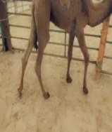 للبيع قعدان محليه فاخره يوجد خدمه توصيل جميع مناطق الكويت55431249