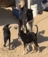 للبيع جراء بوردر كولي مكس