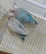 للبيع روز لوفبيرد شي فاخر