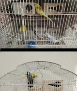 6 Australian Parrots with Cage – Only 10 KWD!