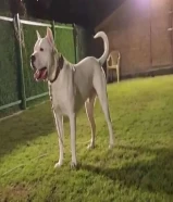 Dogo Argentino